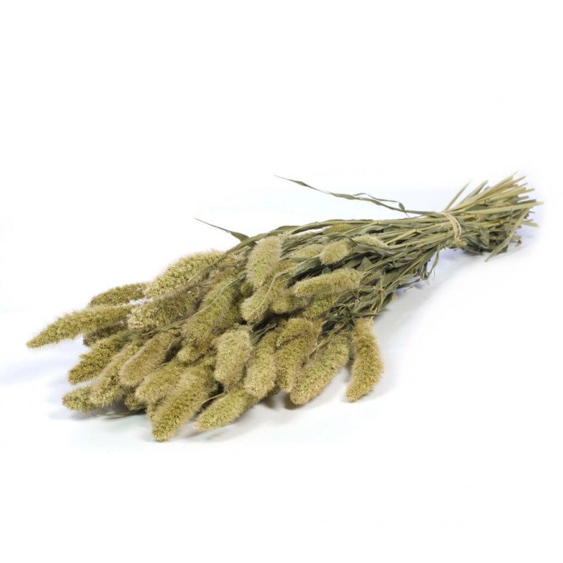 bouquet-de-setarea-plusieurs-coloris-disponibles