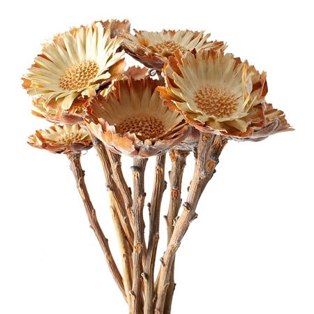PROTEA-COMPACTA-NATURAL-DRIED-1