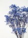 preserved_babysbreath_-_blue_1_